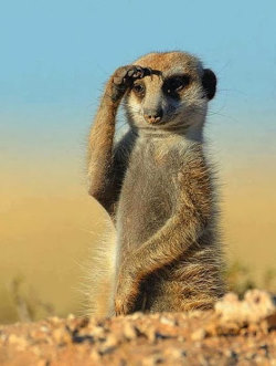 suricate suricata suricatta horizon prédateurs